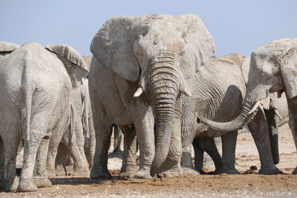 White dust covered elephant herd facing camera, Namibia