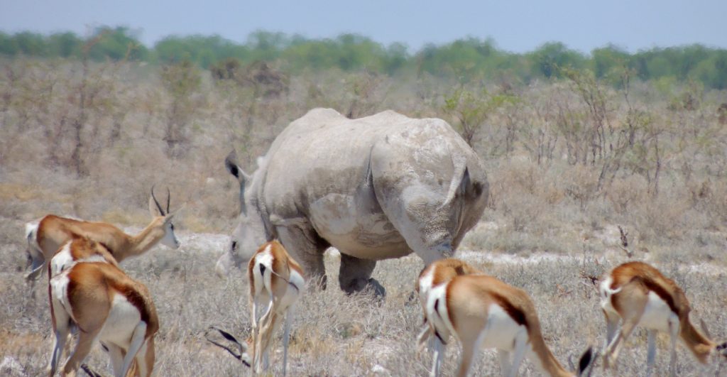 White rhino behind a herd of springbok, Namibia