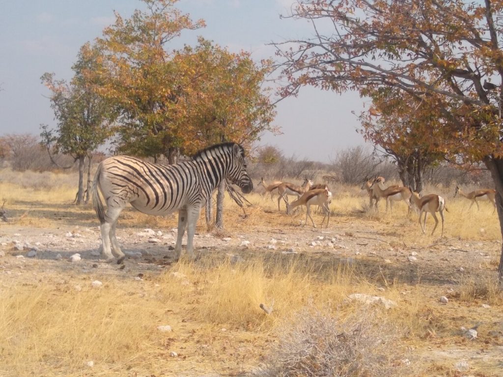 Zebra and springbok herd under autumn coloured trees, Namibia