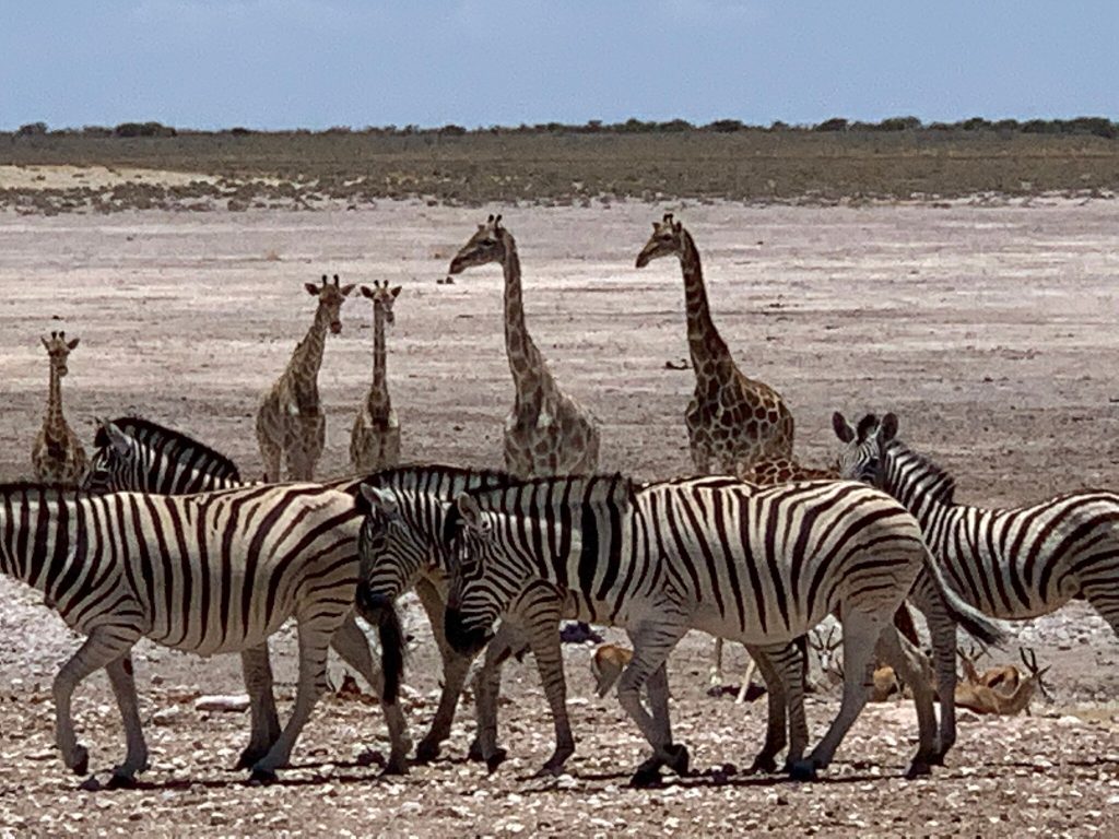 Zebra herd and five giraffes on white Etosha pan, Namibia