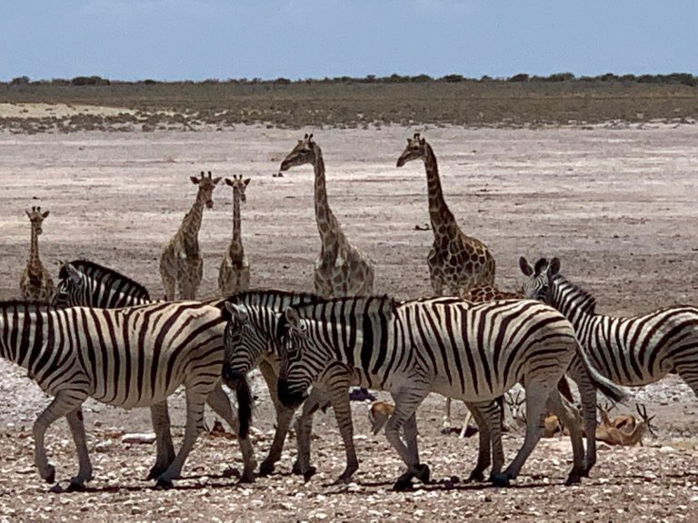 Elephant herd and zebras crowding an Etosha waterhole