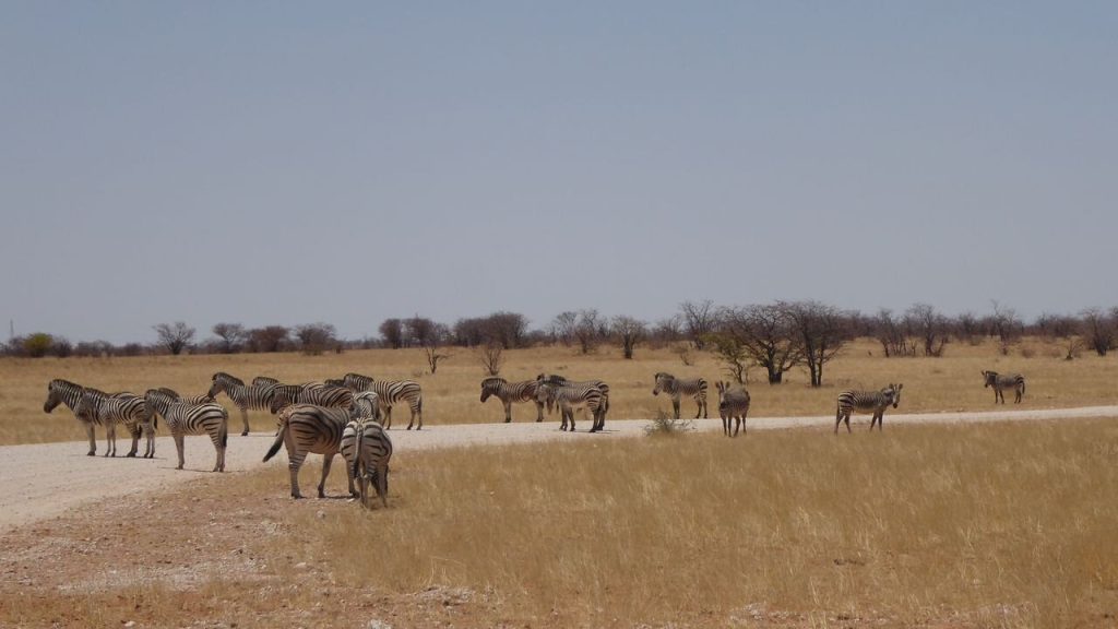 Zebra herd crossing a pale gravel road in dry grass, Namibia