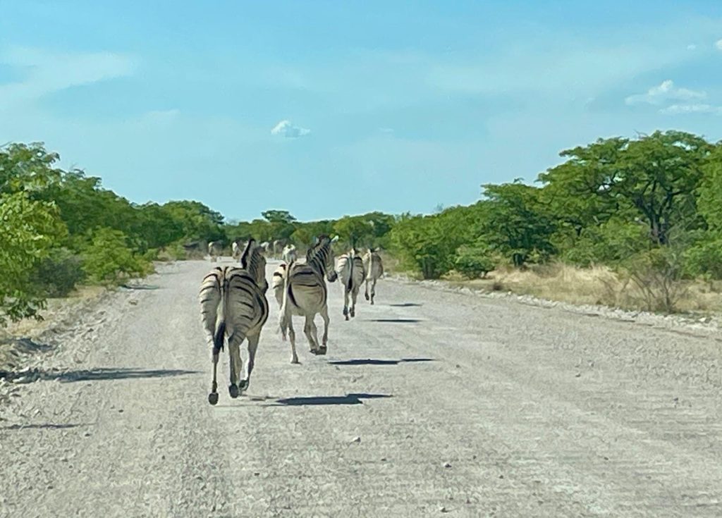 Zebras walking away down a gravel road, Namibia